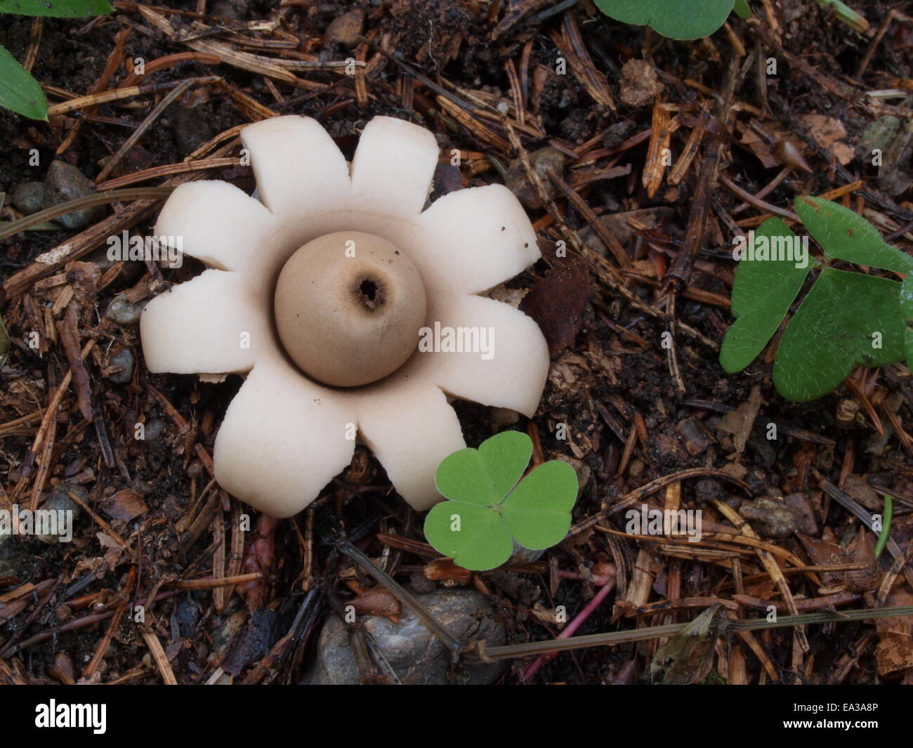 champignon-sessile-earthstar-banque-de-photographies-et-d-images