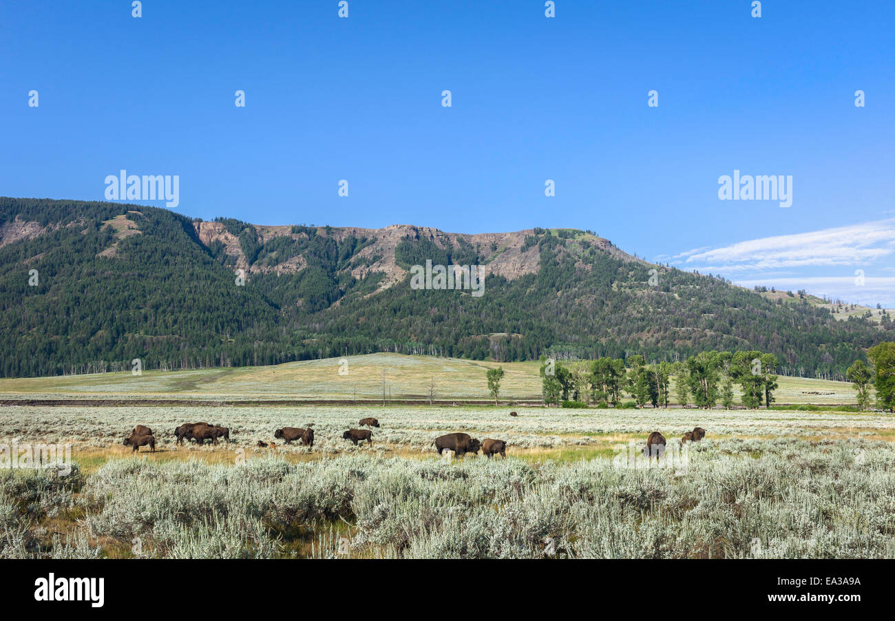 Le pâturage des bisons dans les plaines du parc national de Yellowstone sur une matinée ensoleillée entourée de forêts près de Cooke City, Montana, USA Banque D'Images