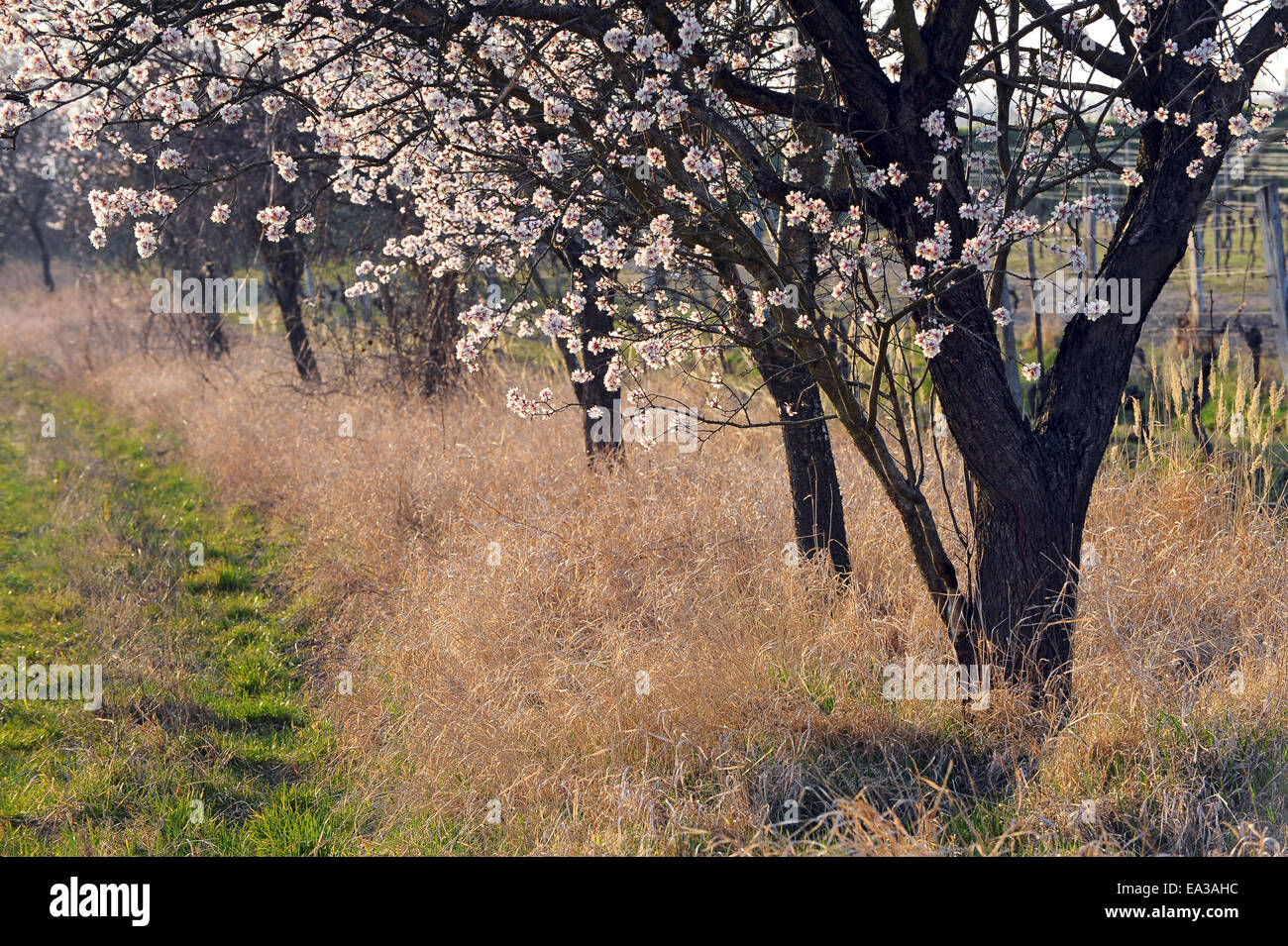 Les amandiers en fleurs au printemps Banque D'Images