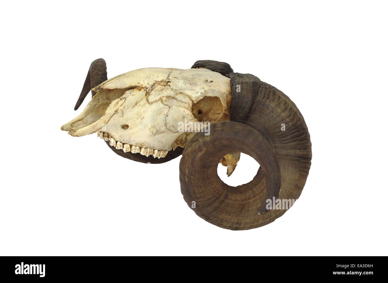 Ram crâne avec Big Horn isolé sur fond blanc Banque D'Images