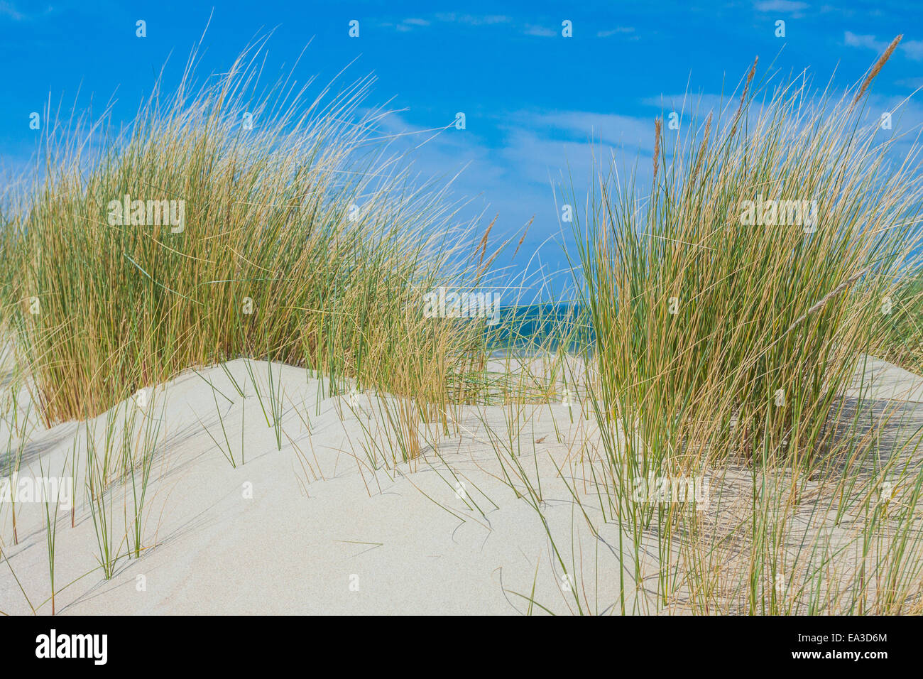 Près de la plage Banque D'Images