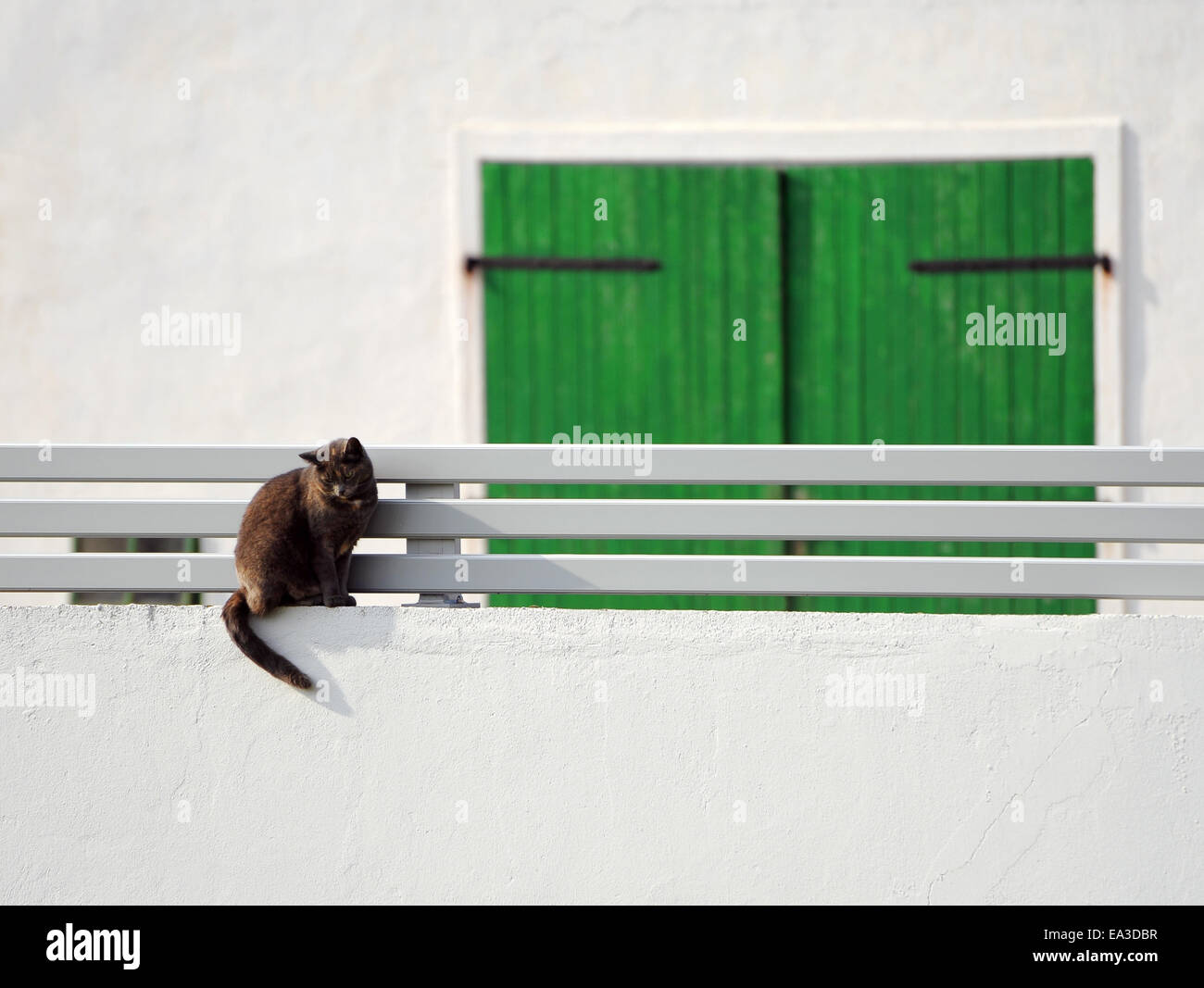 Chat sur un mur blanc avec la porte verte Banque D'Images