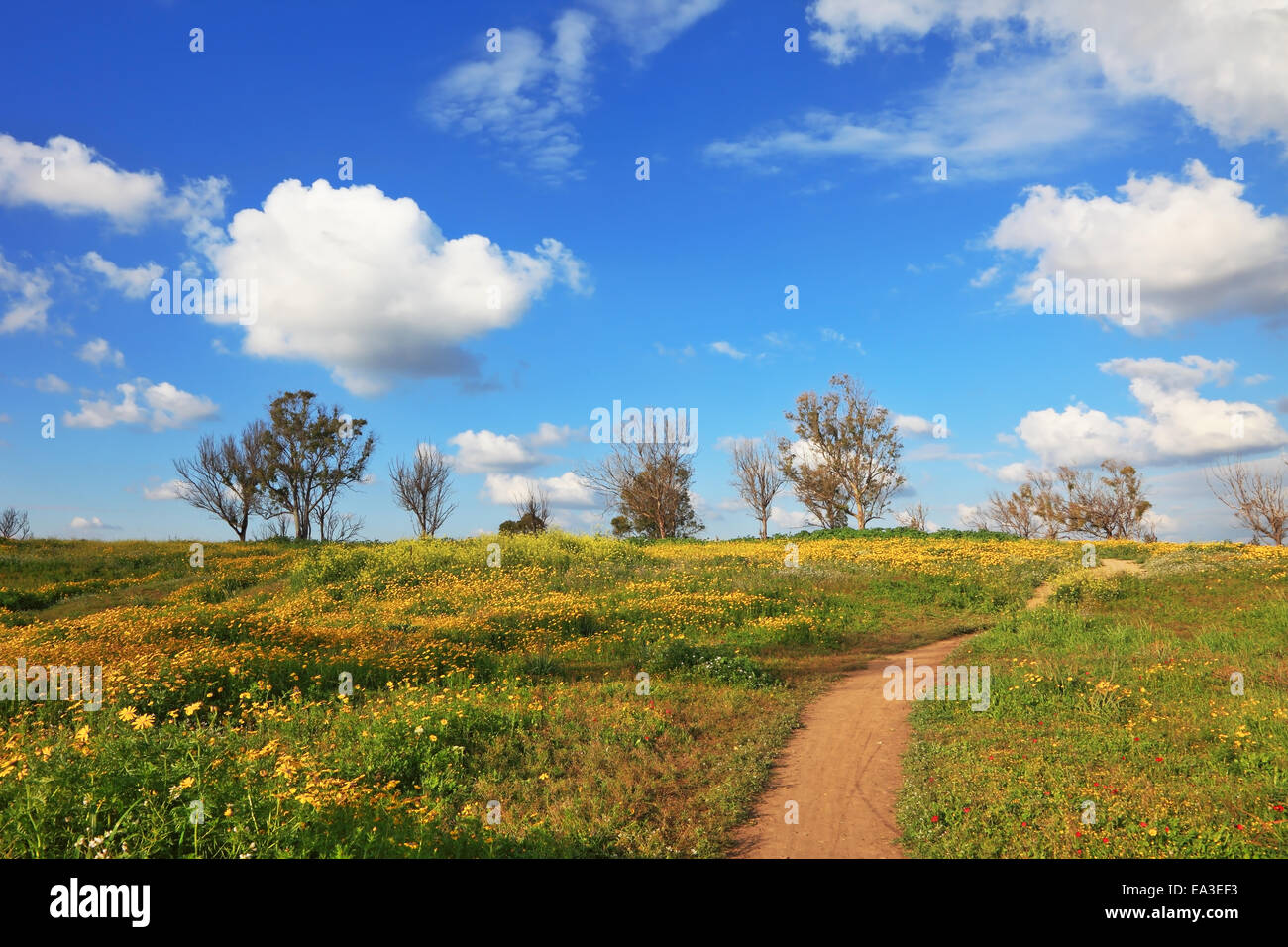 Le chemin de terre à travers champs le printemps Banque D'Images