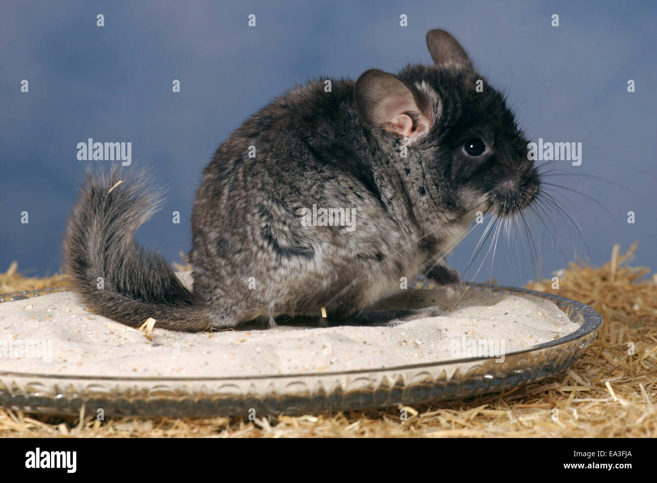 Chinchilla avec bain de sable Banque D'Images