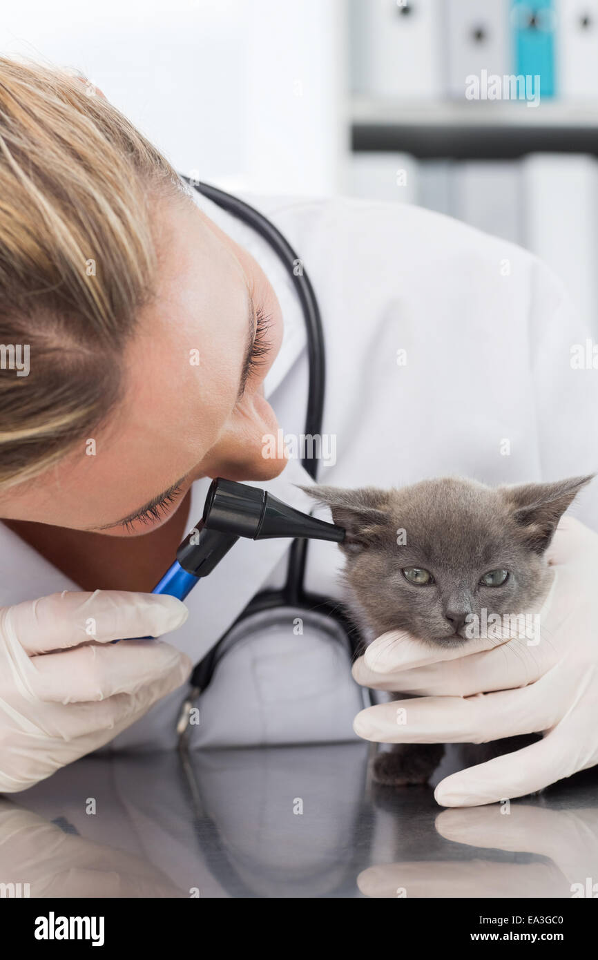 L'examen vétérinaire oreille de chaton Banque D'Images