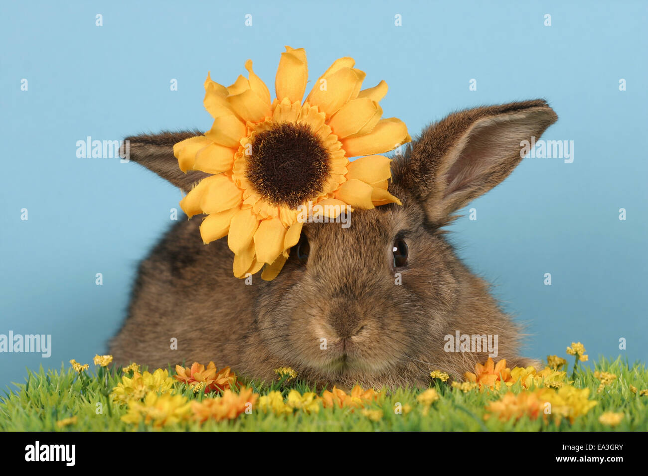 lapin brun Banque D'Images