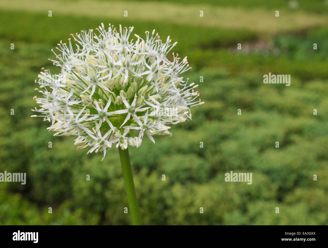 Fleur reine d'Ivoire Banque D'Images