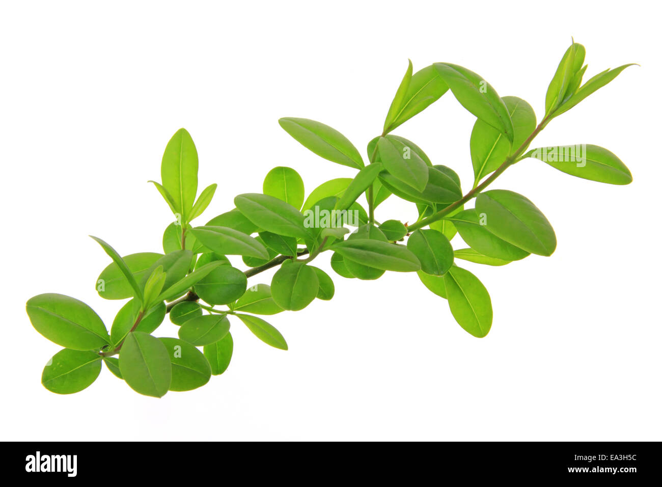 Troène (Ligustrum vulgare) Banque D'Images