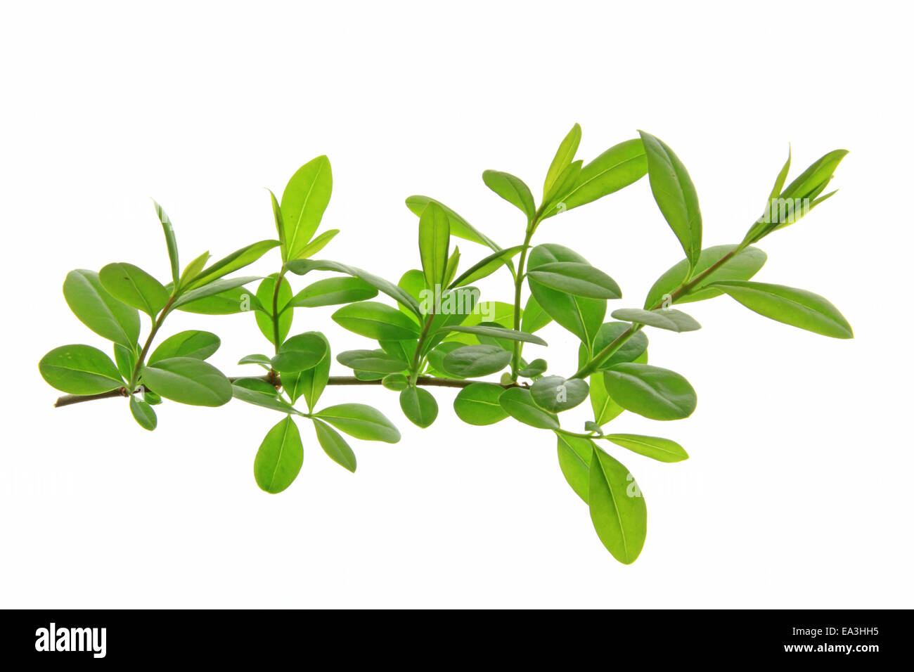 Troène (Ligustrum vulgare) Banque D'Images