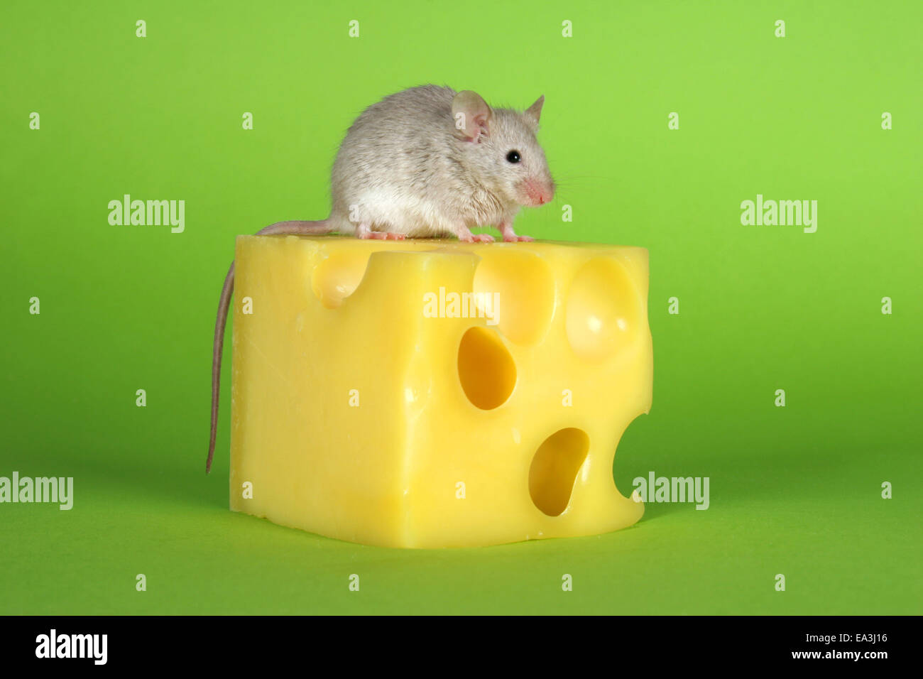 Souris avec du fromage Banque D'Images