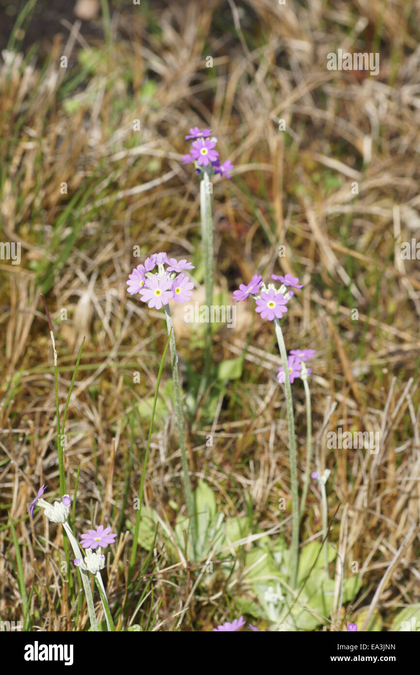 Birds Eye primrose Banque D'Images