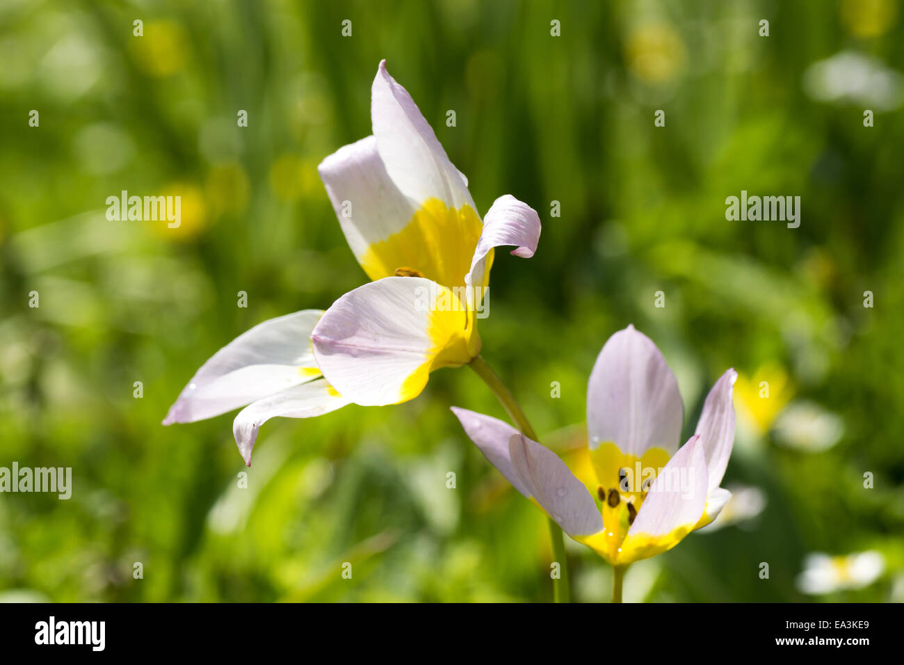 Tulipes jaune-blanc Banque D'Images