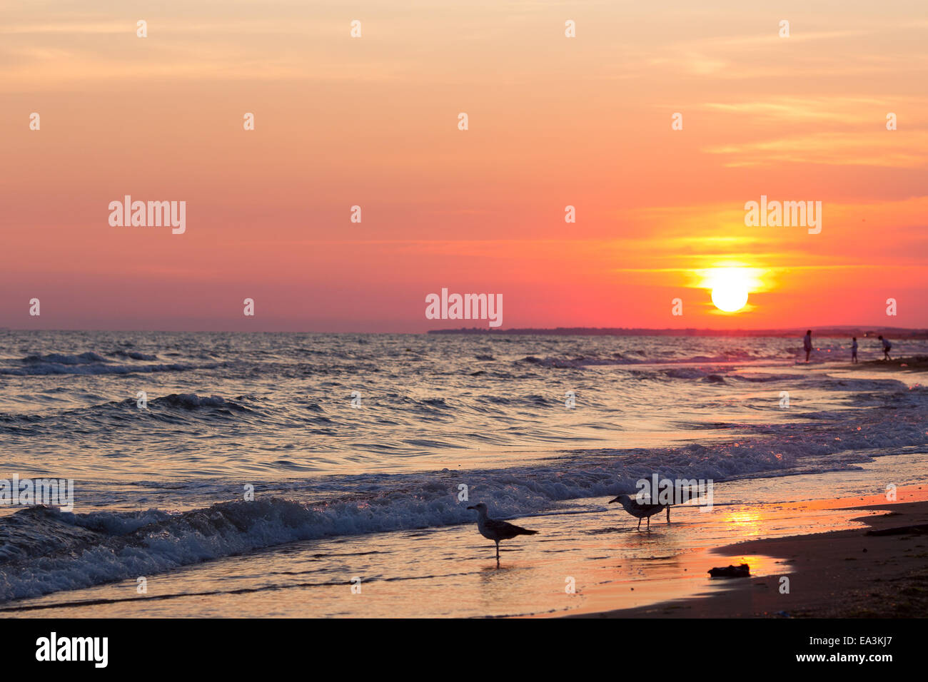 Coucher de soleil, plage de la mer Noire, Anapa, région de Krasnodar, Russie Banque D'Images