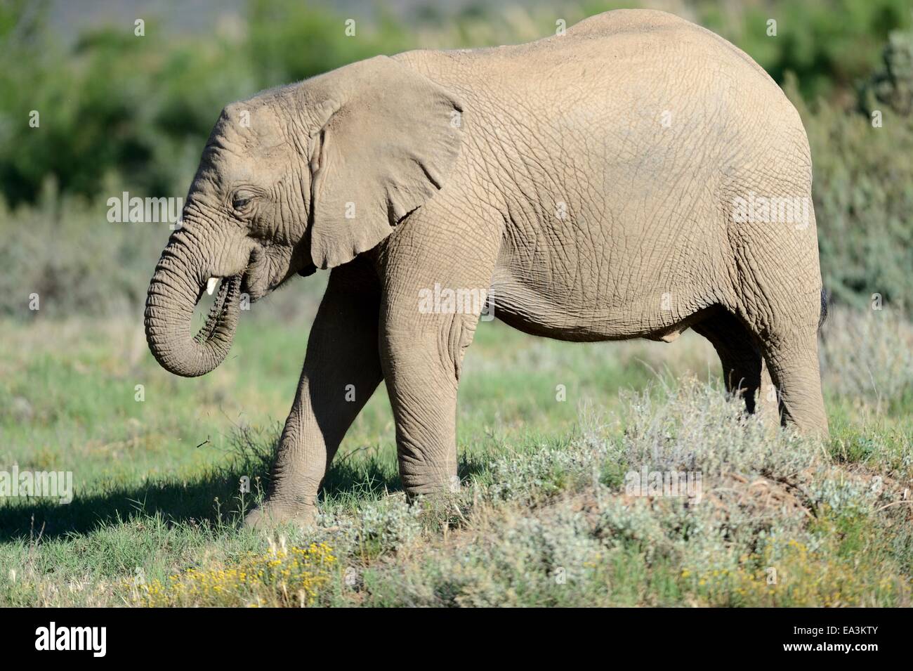 Elephant accouplement Banque de photographies et d’images à haute résolution Alamy