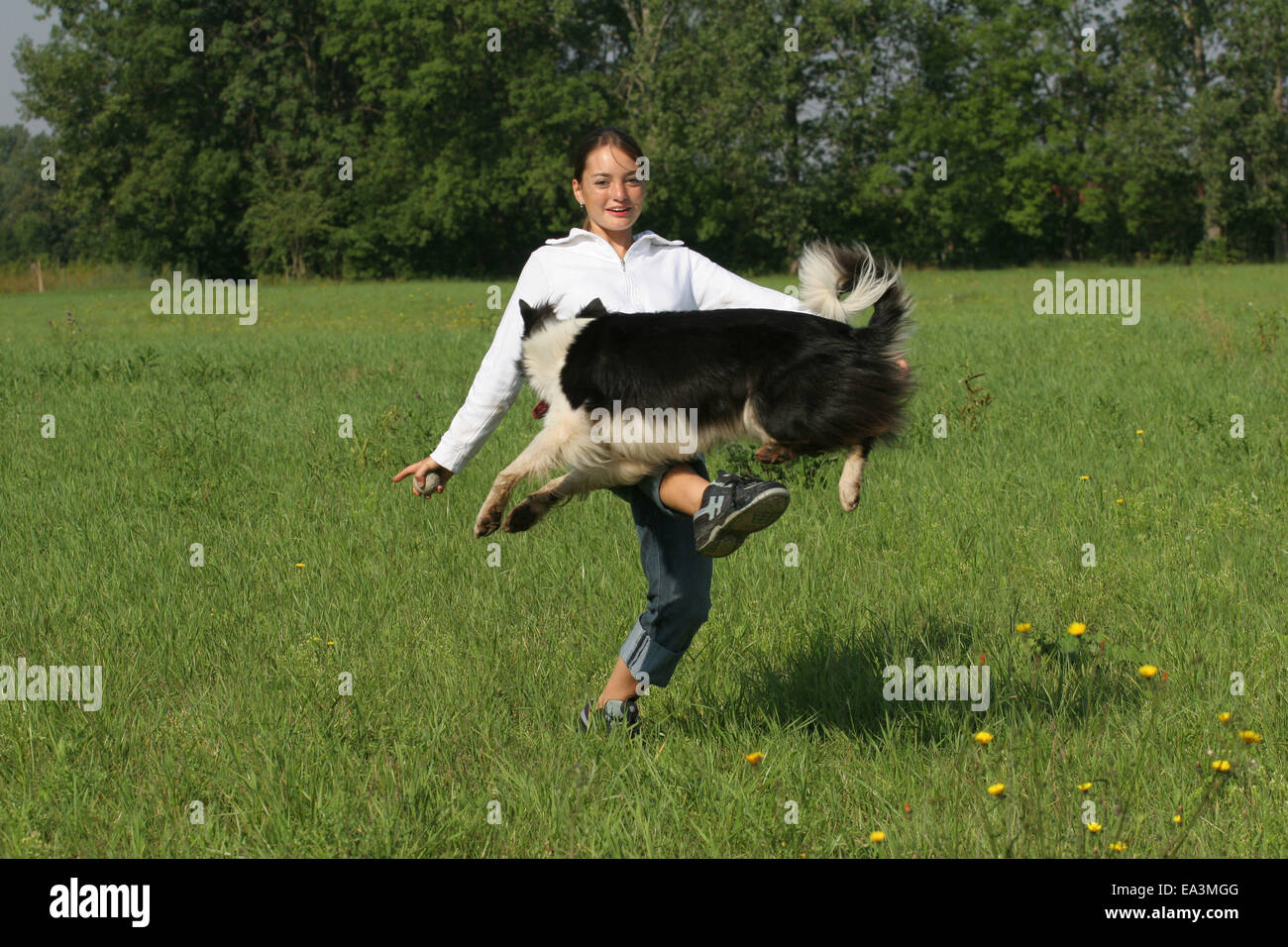 Chien saute par dessus la jambe Banque D'Images