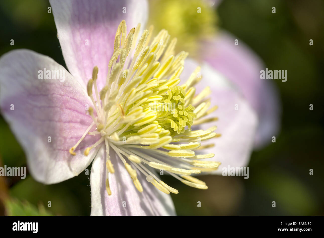 Violet-blanc anemone (anemone coronaria) Banque D'Images