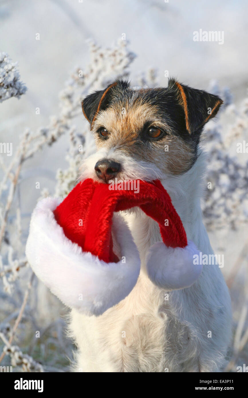 Parson Russell Terrier avec capuchon de Noël Banque D'Images