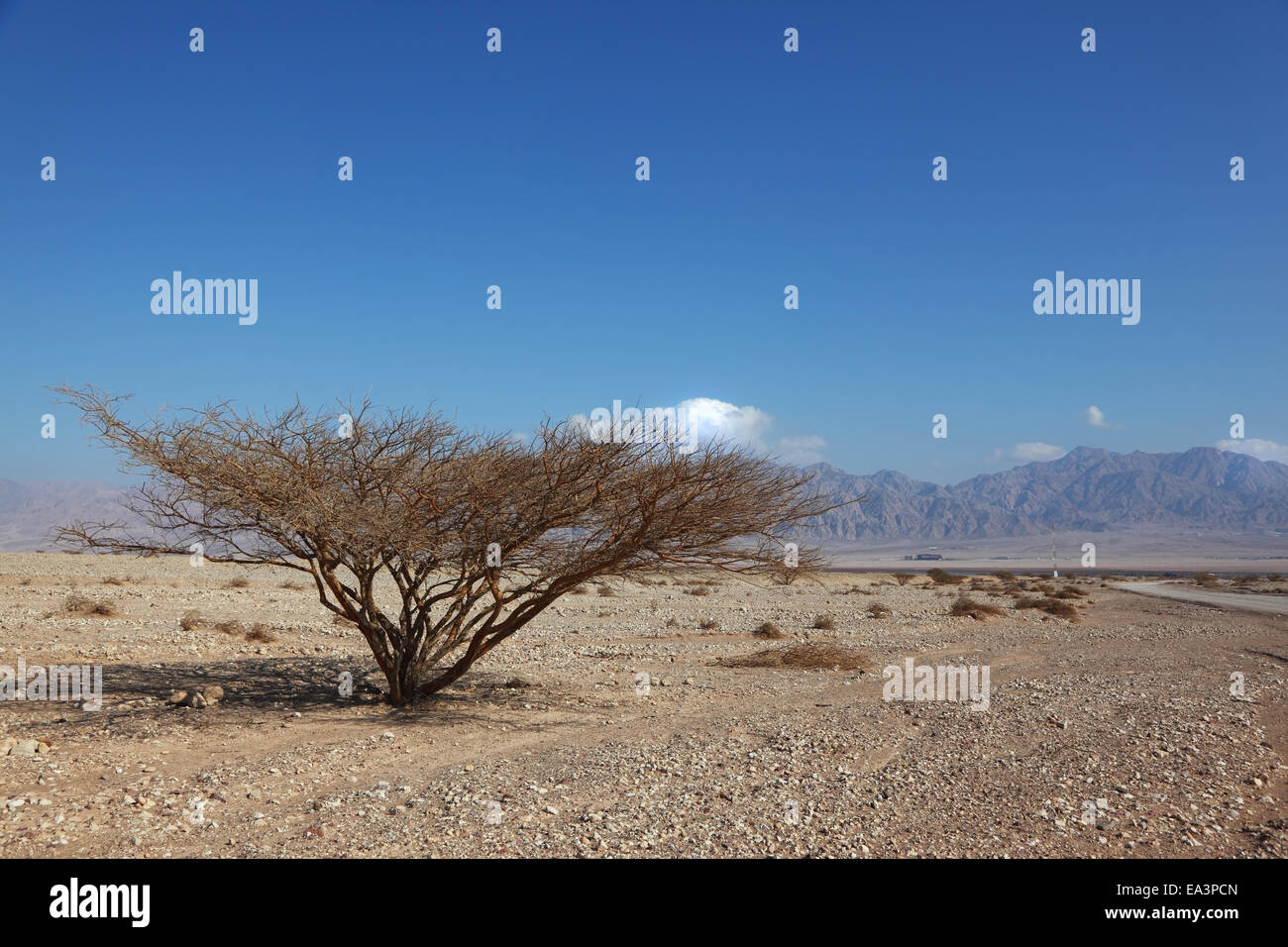 Lonely tree in desert Banque D'Images