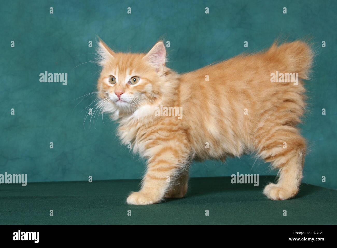 Kurilian Bobtail chaton Banque D'Images