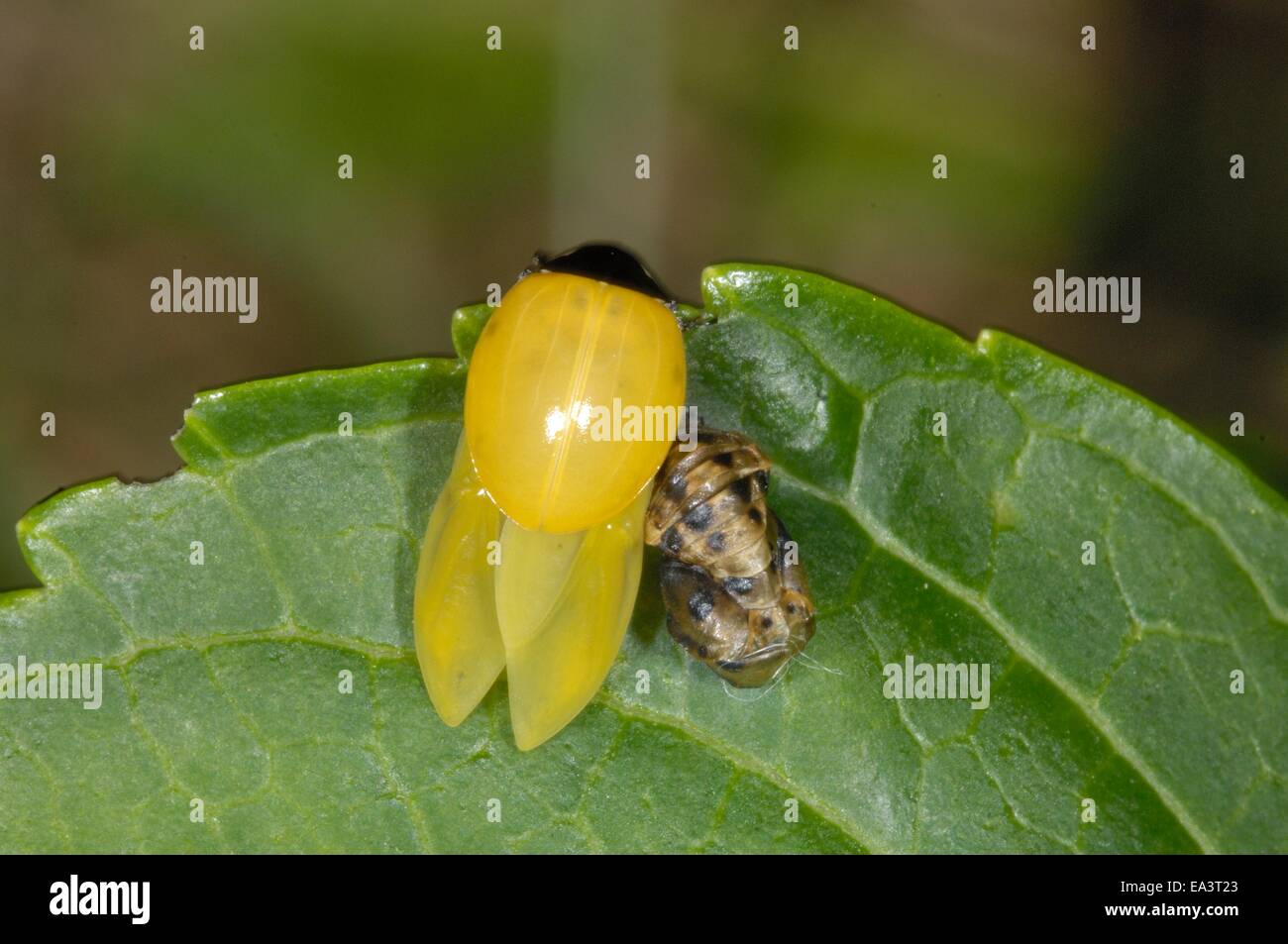 Seven-Spot (Coccinella septempunctata) Ladybird nouveaux juste après séchage adultes sortant chrysalide Banque D'Images