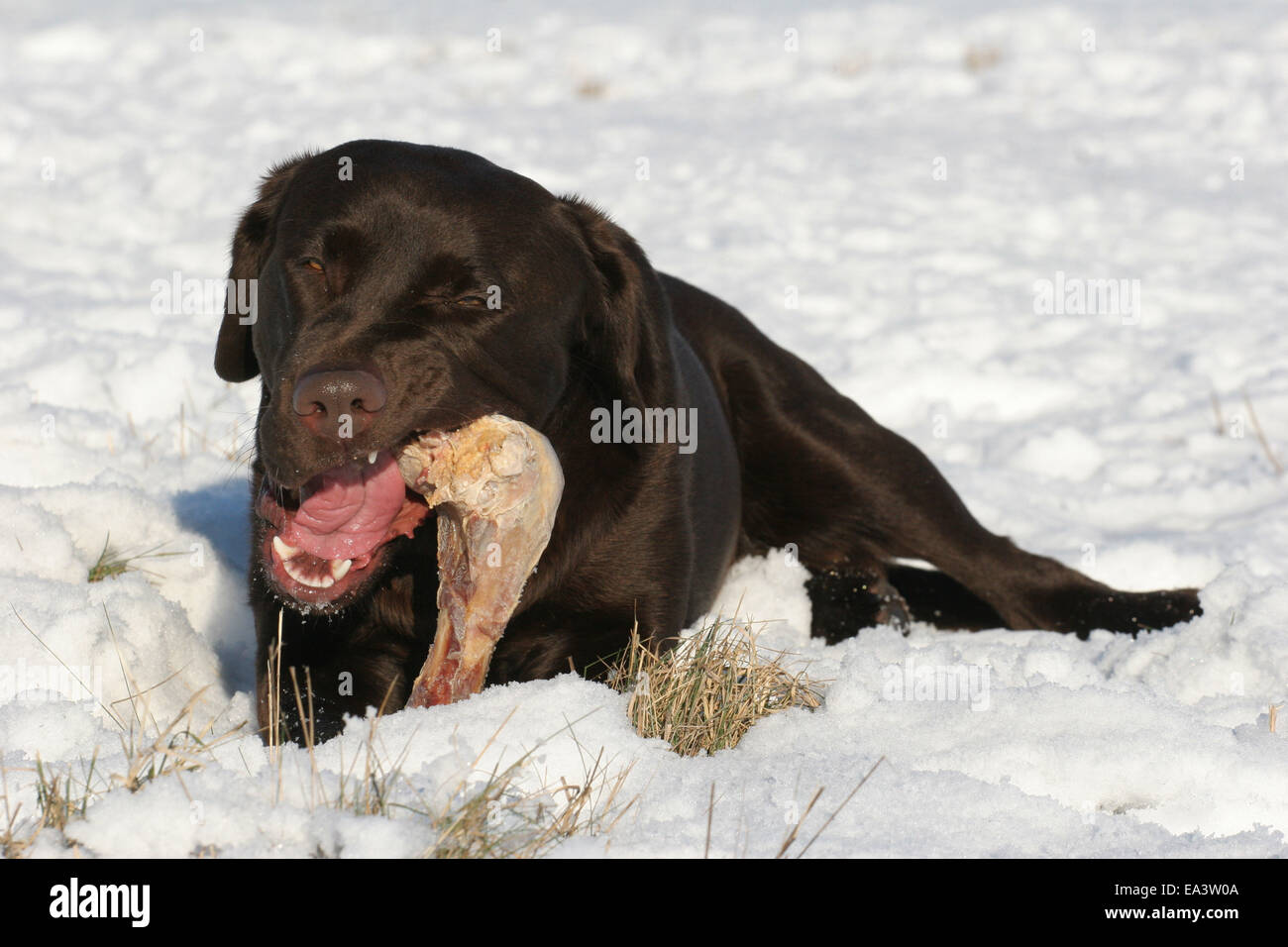 Labrador Retriever dans la neige Banque D'Images