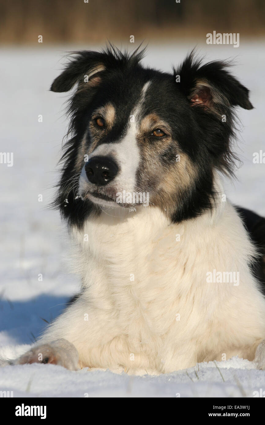 Border Collie dans la neige Banque D'Images