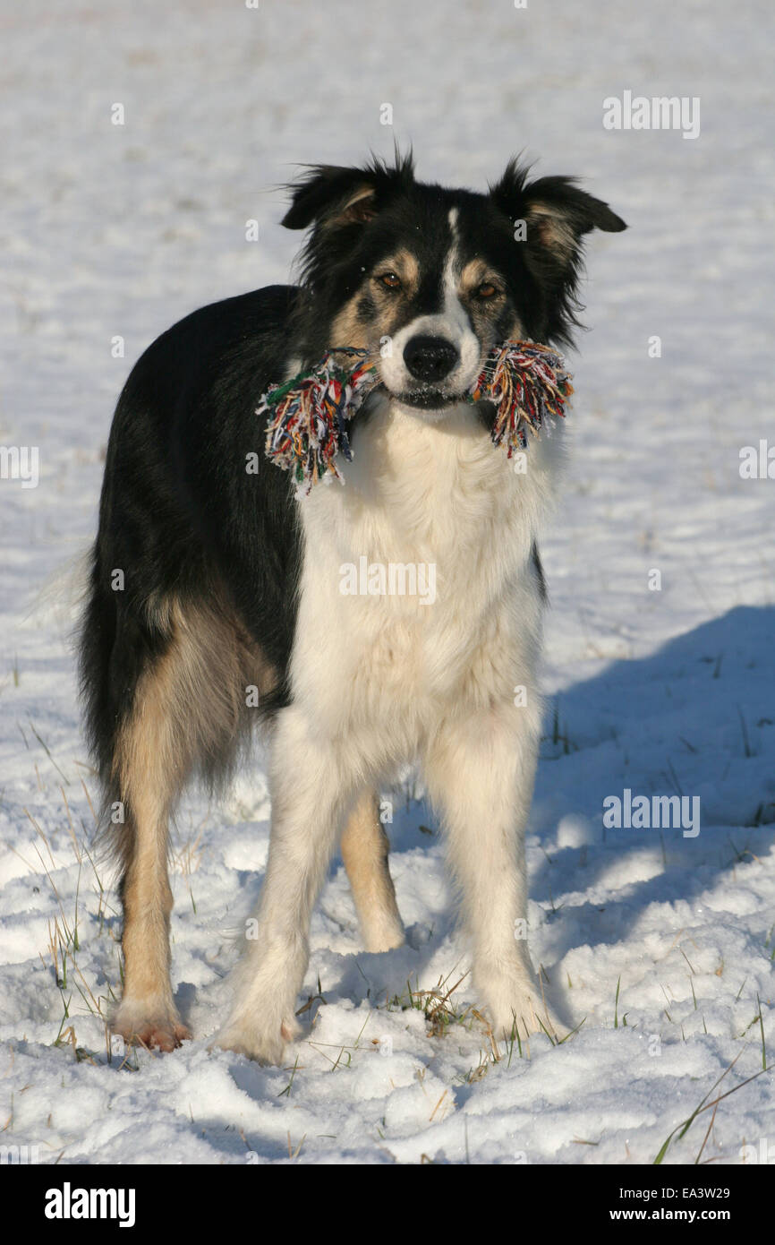 Border Collie dans la neige Banque D'Images