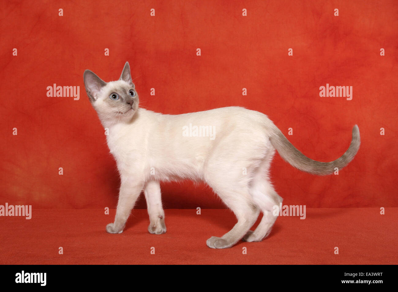 debout thaï Banque D'Images