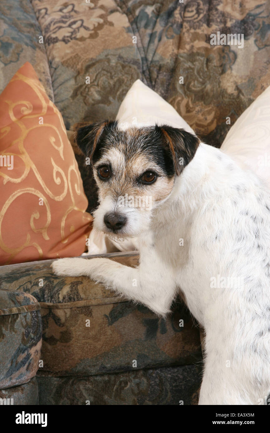 Parson Russell Terrier sur canapé Banque D'Images