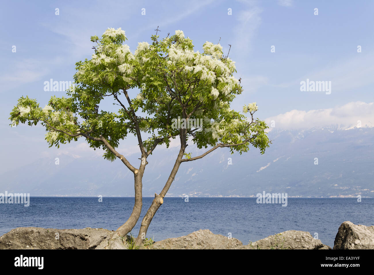Lac de Garde ad paysage Photo Stock - Alamy