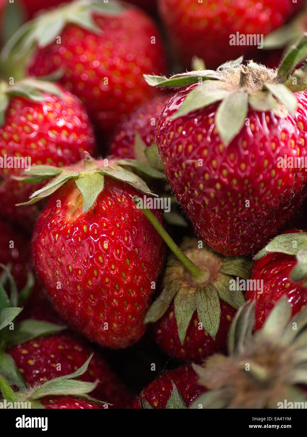 Les fraises fraîchement cueillies Banque D'Images