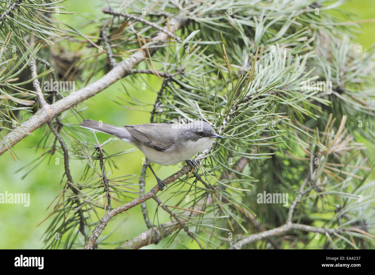 Fauvette grisette moindre Banque D'Images