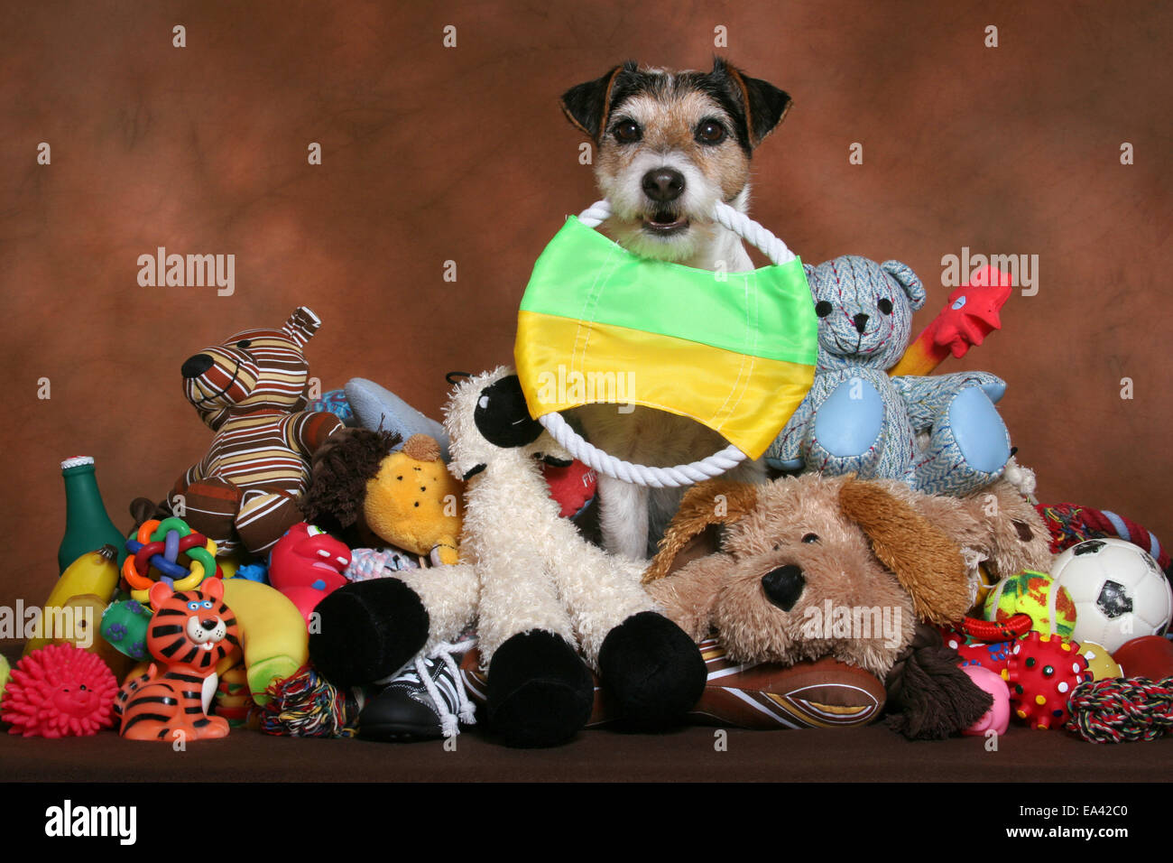 Parson Russell Terrier avec des jouets Banque D'Images