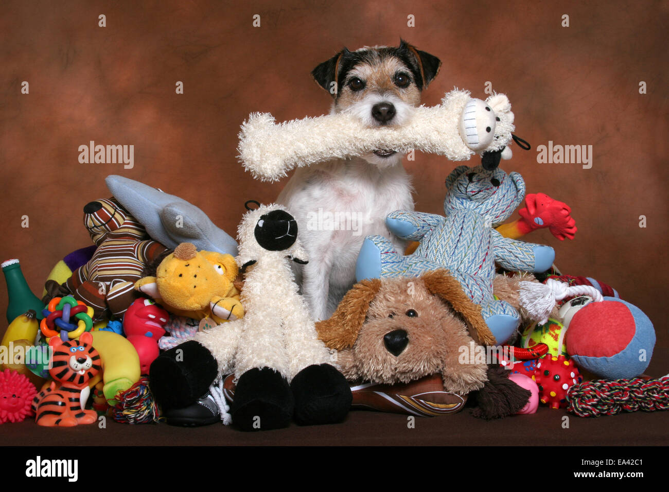 Parson Russell Terrier avec des jouets Banque D'Images