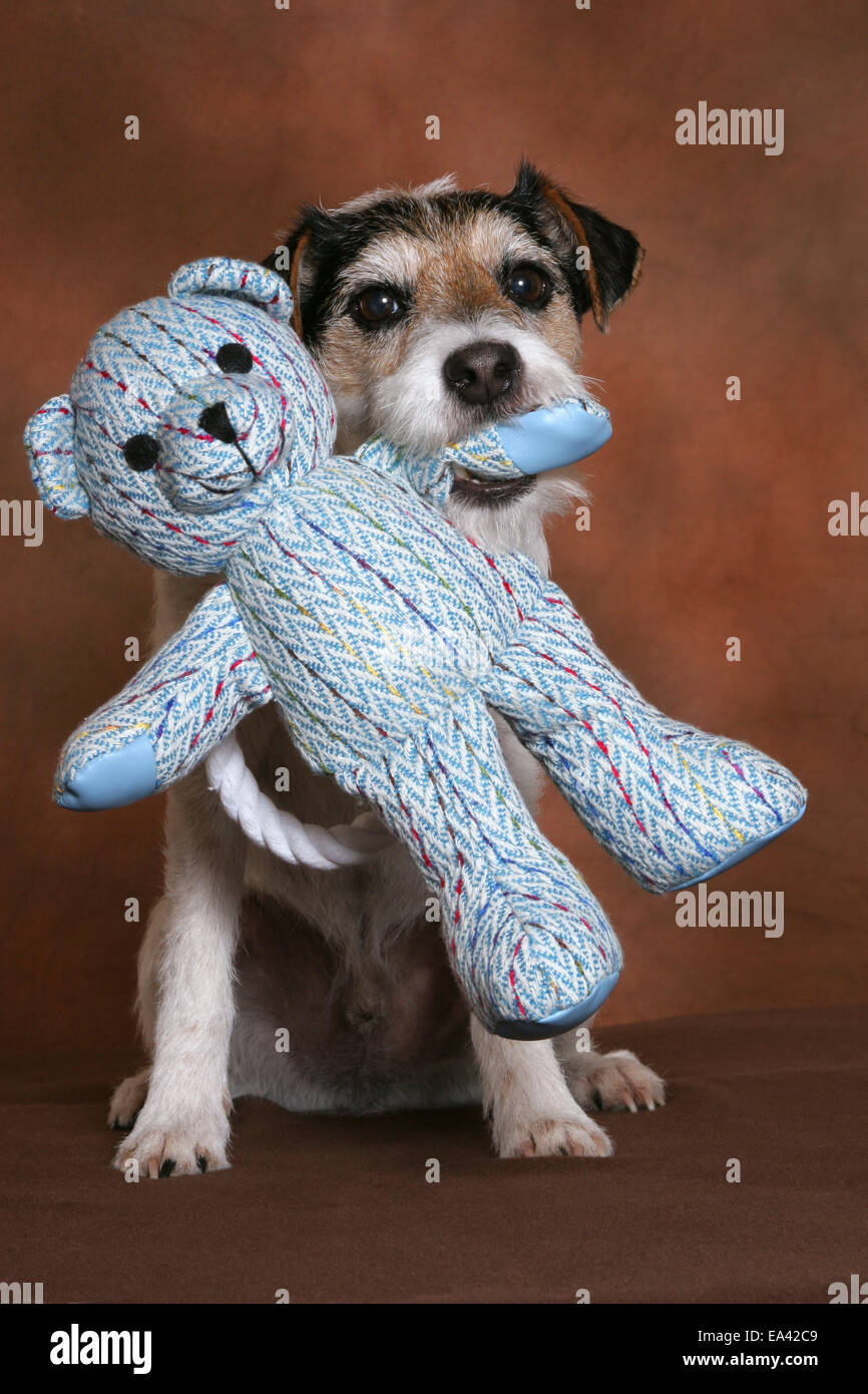 Parson Russell Terrier avec toy Banque D'Images