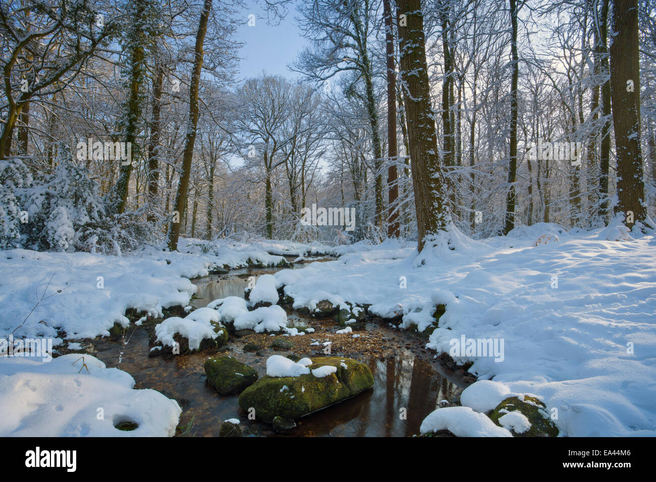 Cours d'eau peu profonde à travers bois couverts de neige dans le sud du Pays de Galles. Banque D'Images