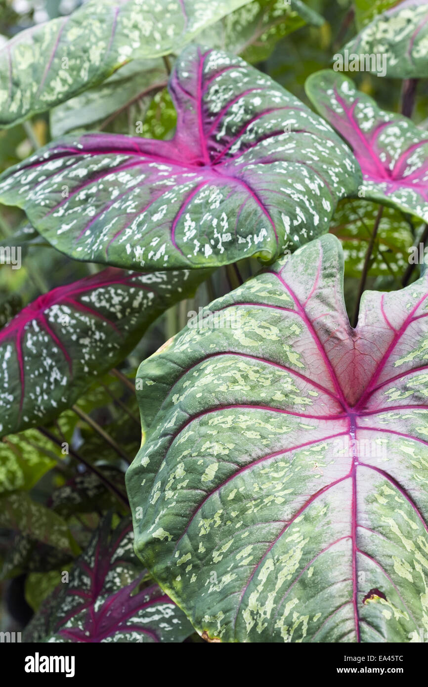 Caladium bicolor Banque D'Images