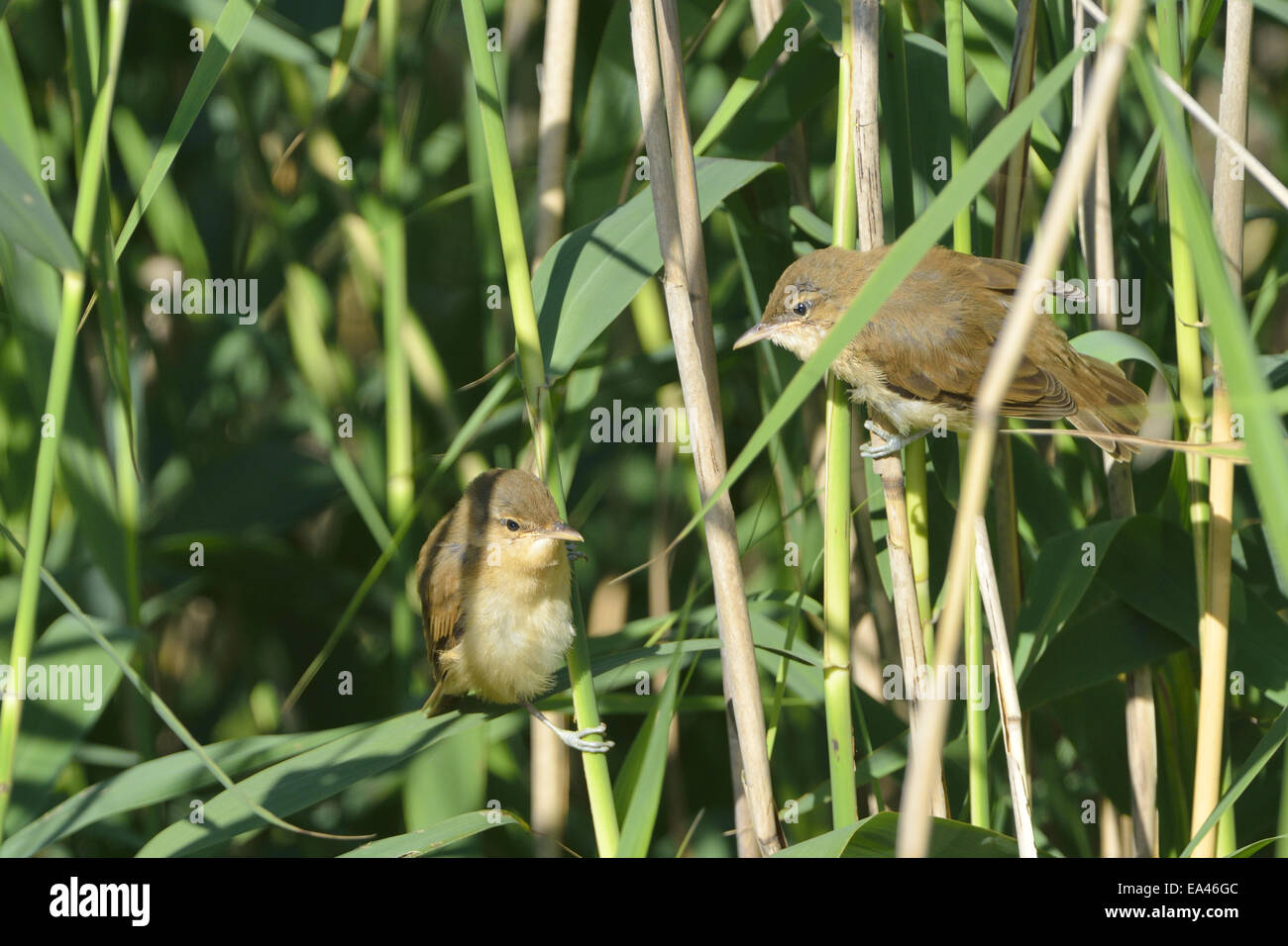 Grand reed warbler Banque D'Images