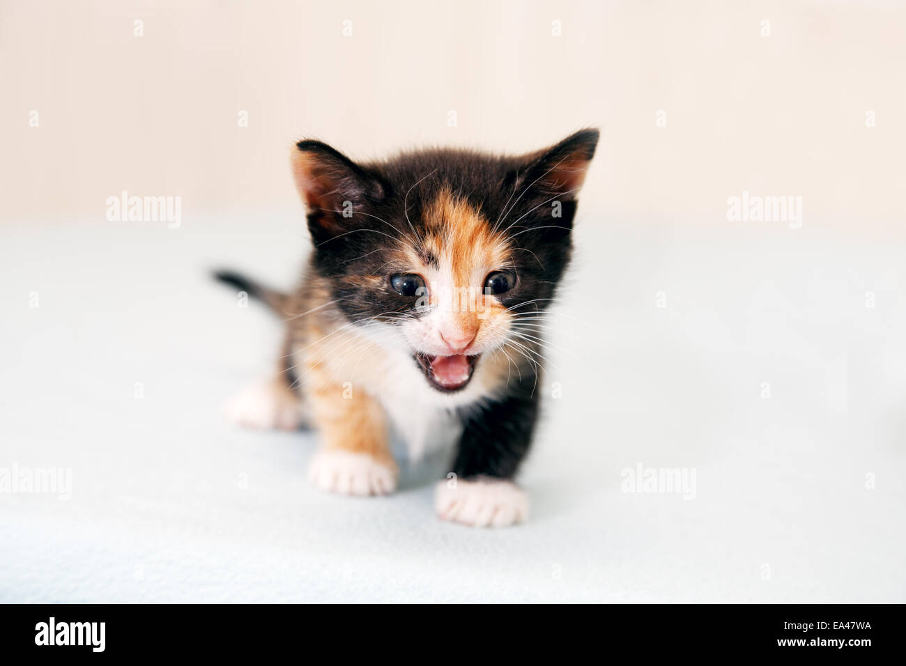 Le petit chaton terriblement grogne Banque D'Images