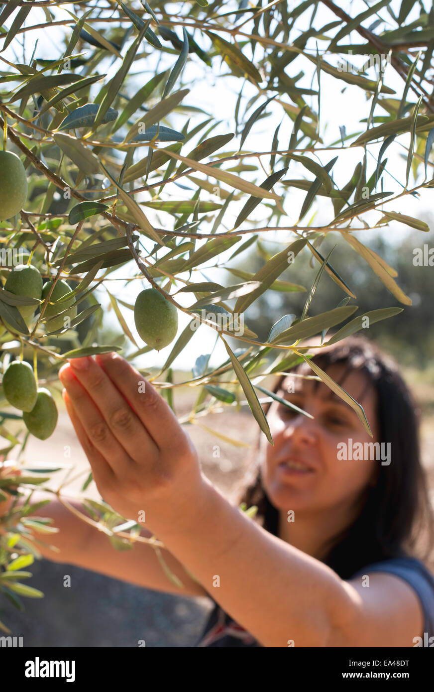 Cueillette des olives.Woman holding olive branch Banque D'Images