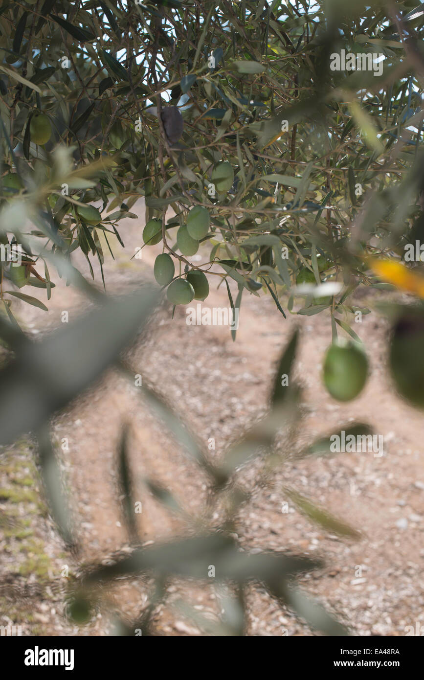 Branches d'olive sur le premier plan. Plantation d'olive Banque D'Images