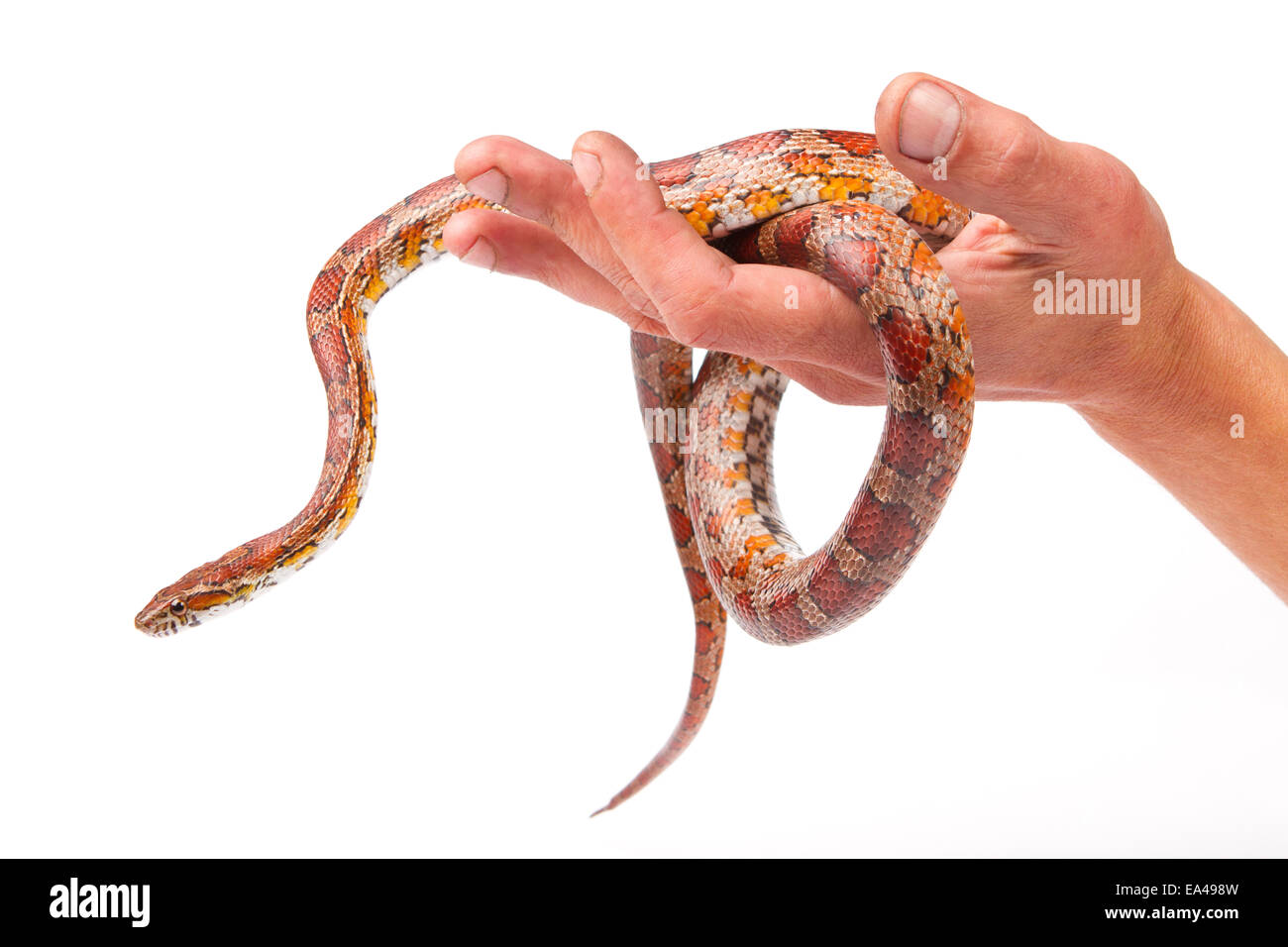 serpent Banque D'Images