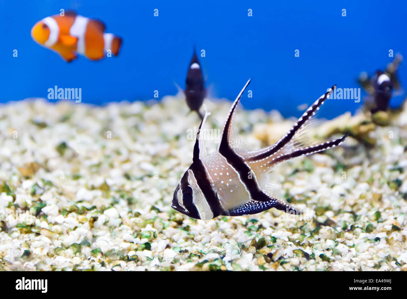 Poissons d’aquarium Banque D'Images