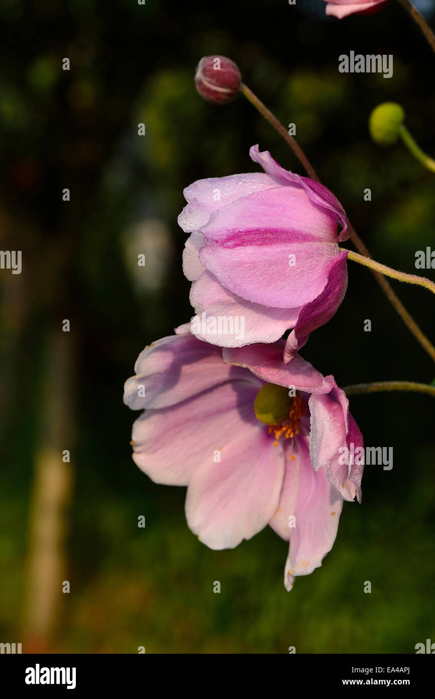 Anémone Du Japon En Fleur En Septembre Dans Un Jardin
