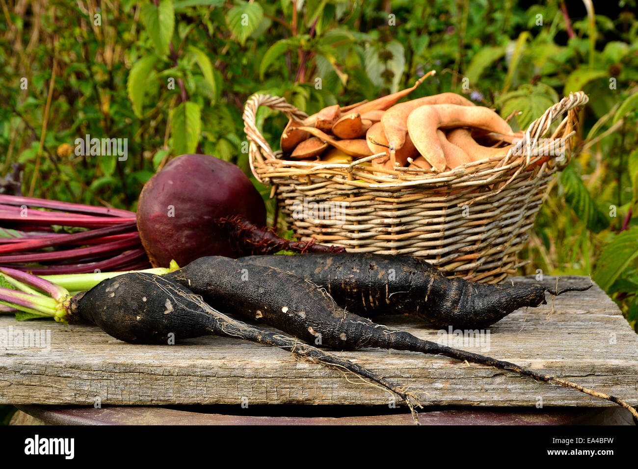 Le radis noir, betterave et haricots d'Espagne. Banque D'Images