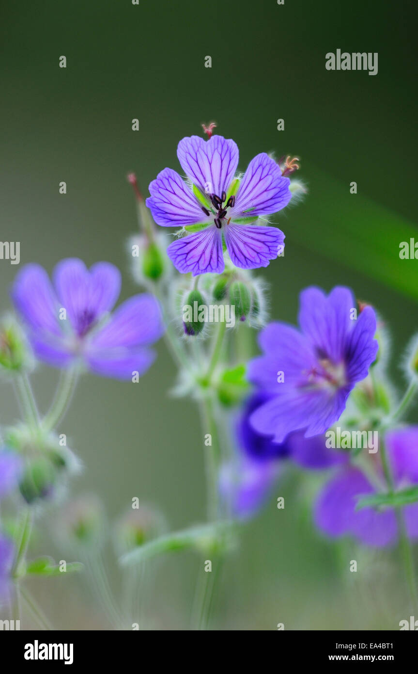 Une fleur de géranium pourpre UK Banque D'Images