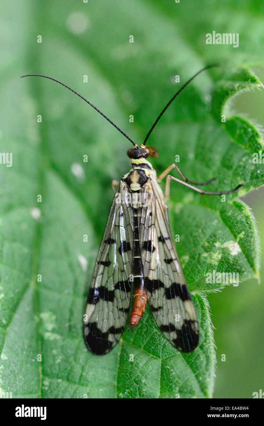 Femme Scorpion fly UK Banque D'Images