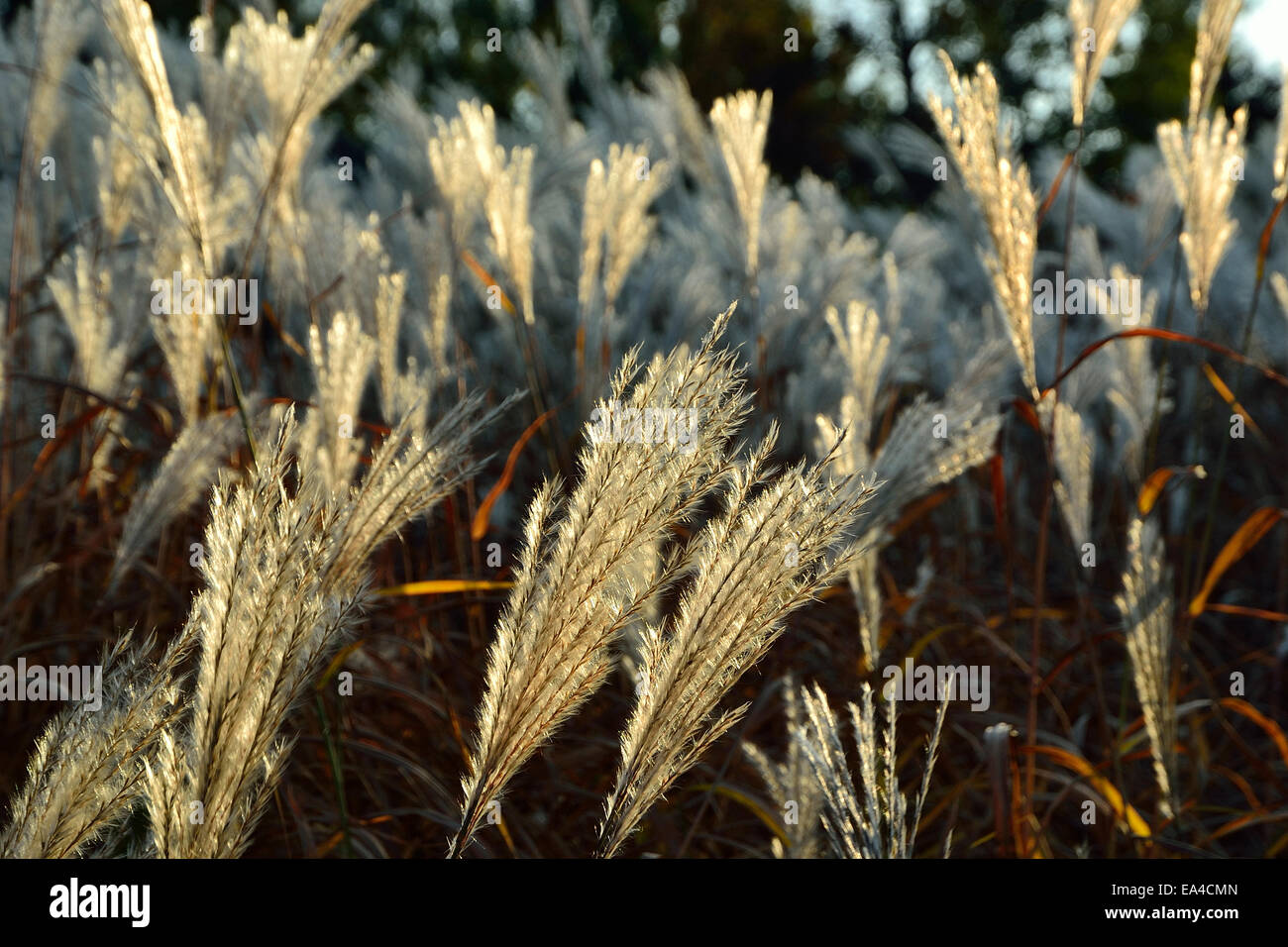 Inflorescence de l'herbe d'argent (Miscanthus sacchariflorus). Banque D'Images