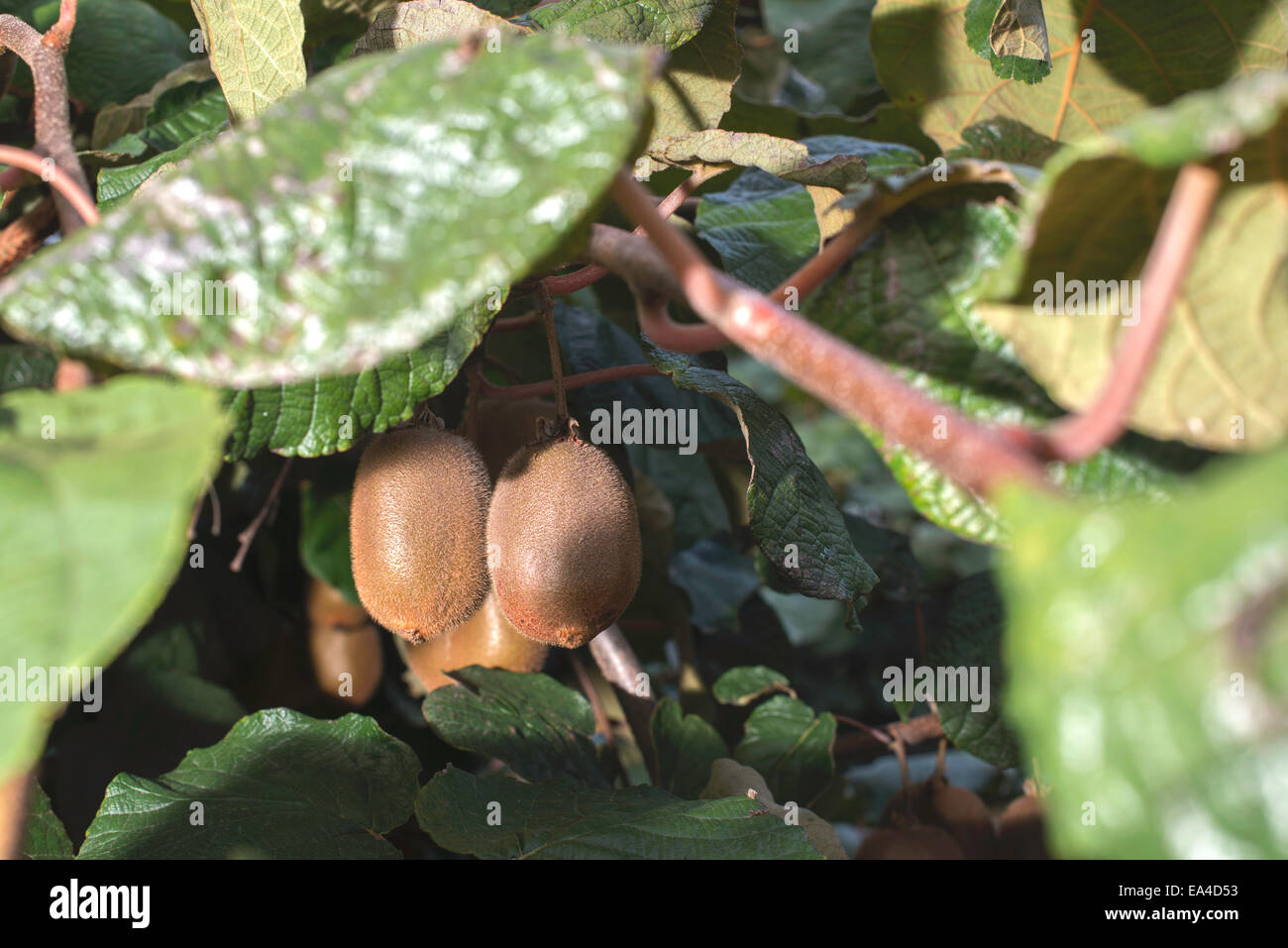 Plante Kiwi close up. La lumière du jour Banque D'Images
