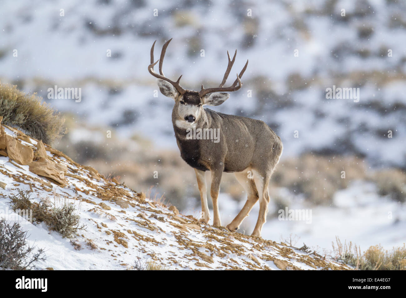 Mule Deer buck pendant l'automne de l'Ornière Banque D'Images